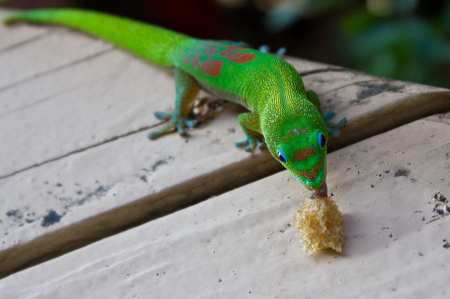 Gecko 2 Photograph by Christie Kowalski