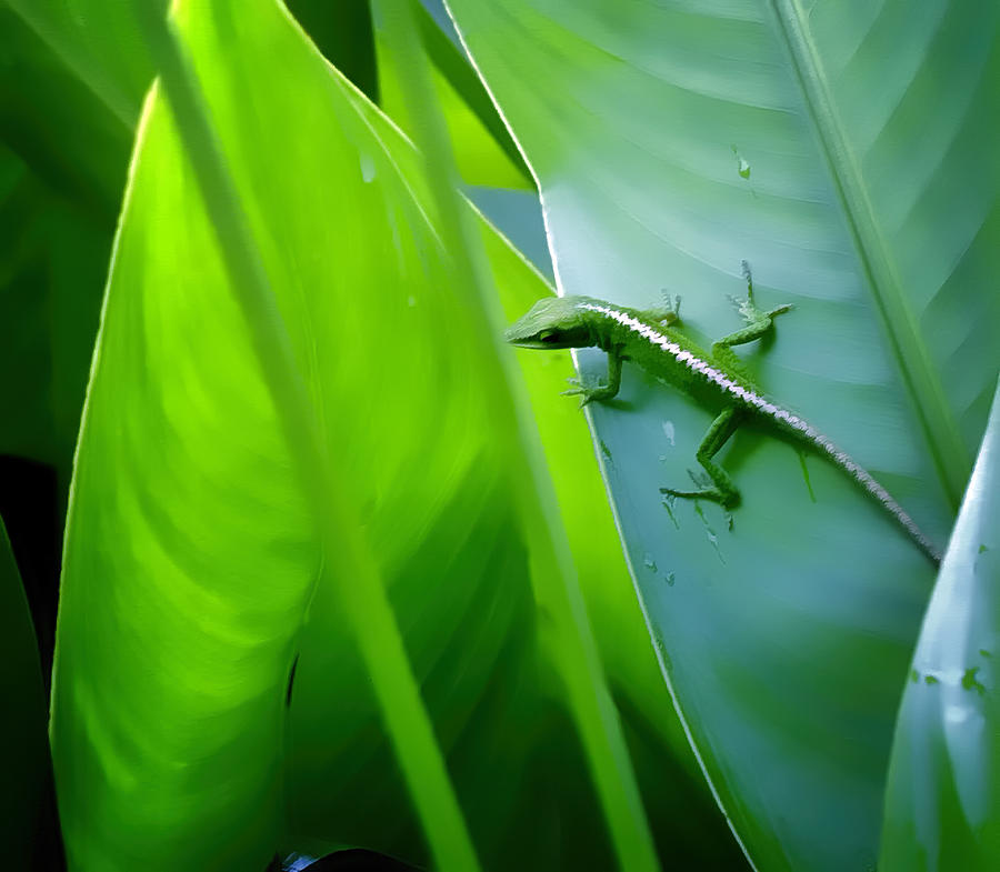 Gecko 3 Photograph by Dawn Eshelman