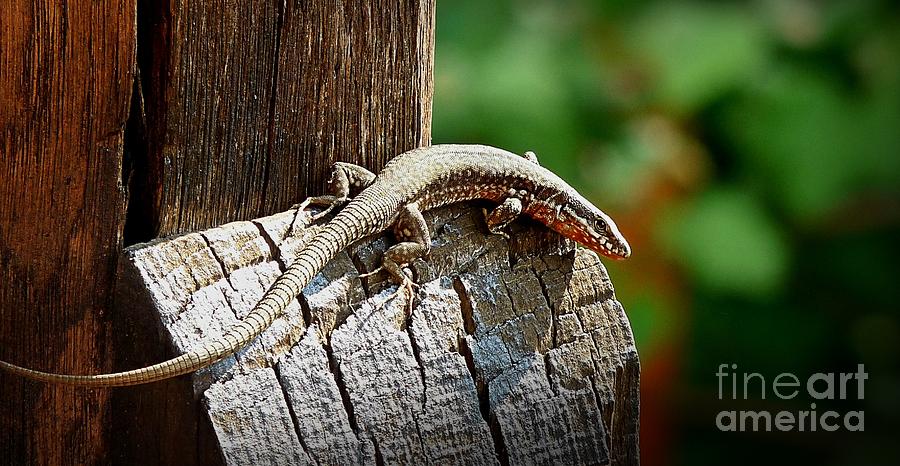 Gecko Photograph by Binka Kirova