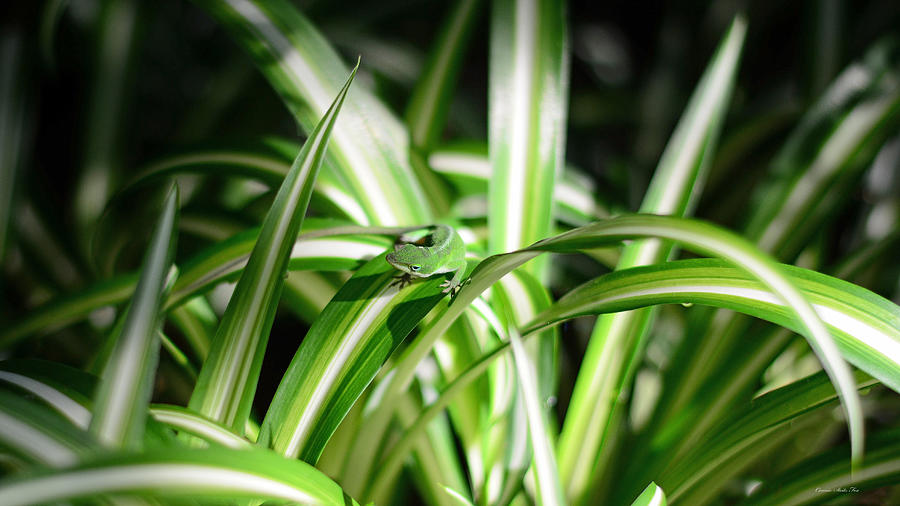Gecko Camouflaged on Spider Plant Photograph by Connie Fox