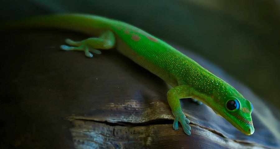 Gecko Photograph by Craig Watanabe