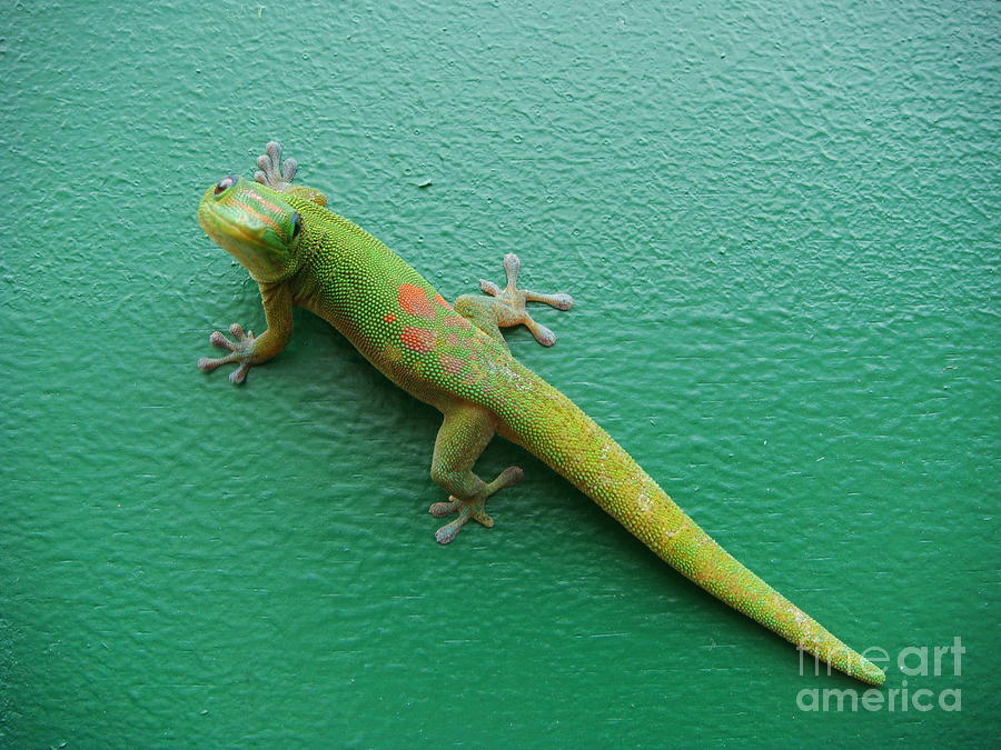Gecko Crossing Photograph by Adrienne Franklin