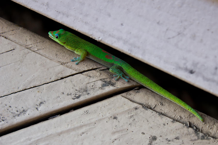 Gecko Dressed in Green Photograph by Christie Kowalski