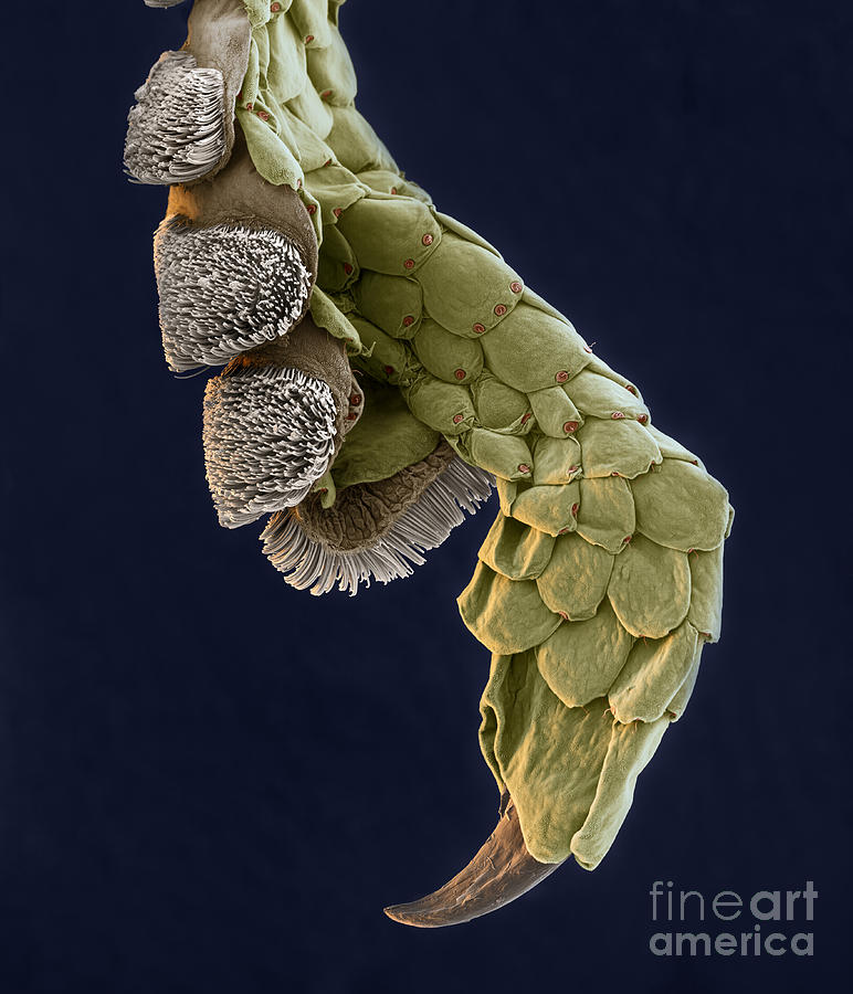 Gecko Foot Sem Photograph by Eye of Science