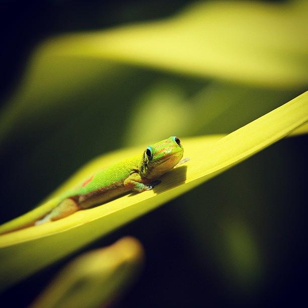 Nature Photograph - #gecko #green #igtube #igbest by Brian Governale