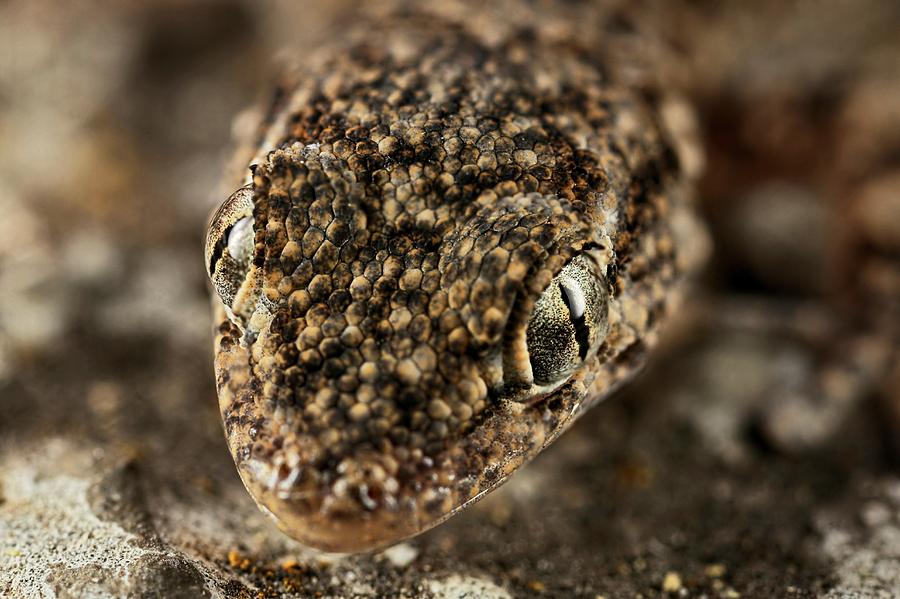 Gecko Head Photograph by Frank Fox - Fine Art America