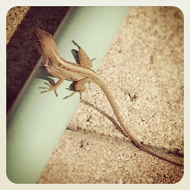Gecko! Photograph by Ian Mcnulty