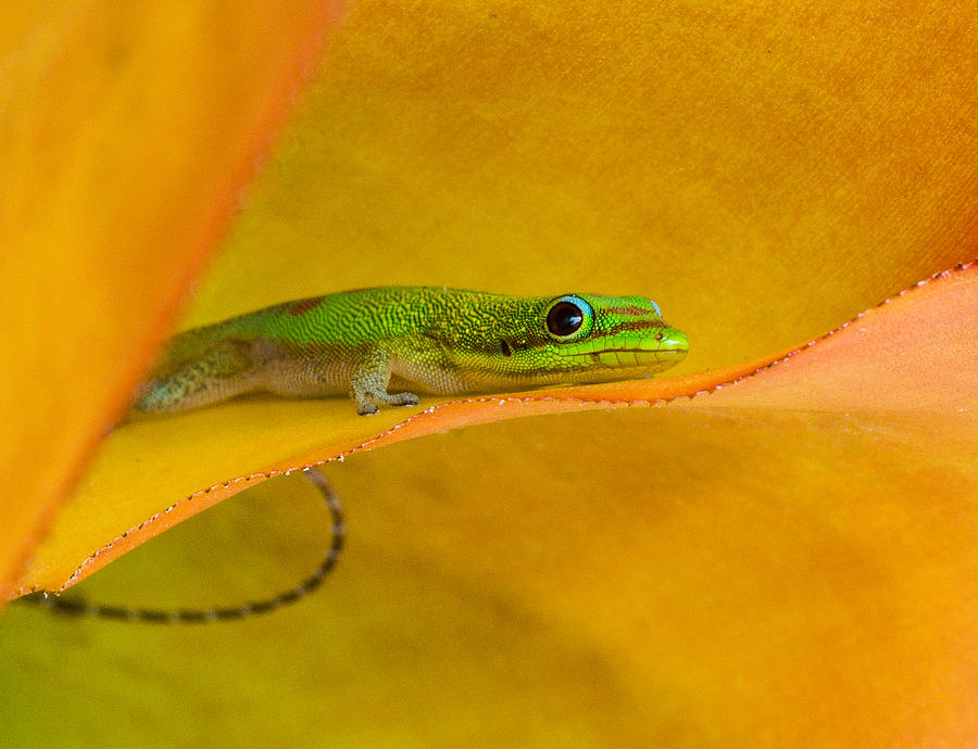 Gecko in the Leaves Photograph by Georgette Grossman