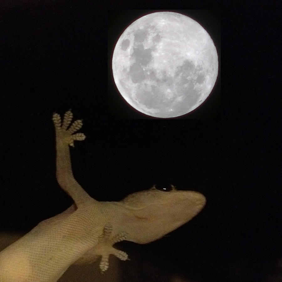 Blackandwhite Photograph - Gecko Moon by Cameron Bentley