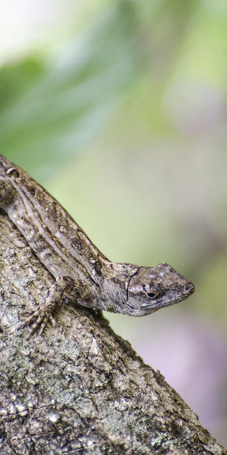 Gecko of Maui Photograph by Erik Madsen - Fine Art America