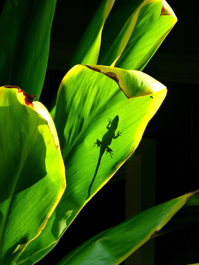 Gecko on a Leaf Photograph by Lori Seaman