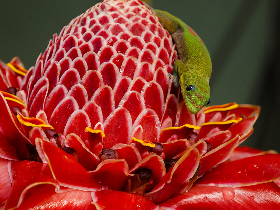 Gecko on Red Ginger Photograph by Inge Riis McDonald