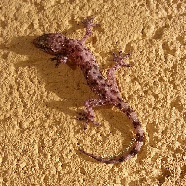 Gecko Photograph by Percy Bohannon