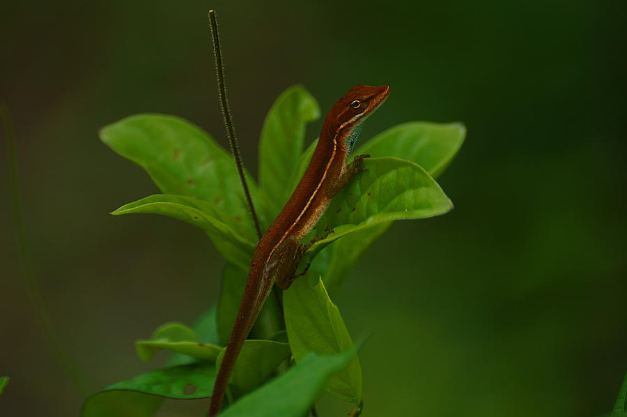 Gecko Portrait Photograph by Blair Wainman