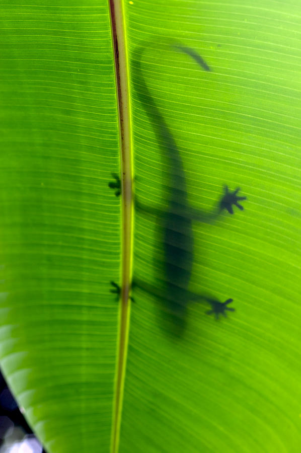 Hawaii Photograph - Gecko silhouette by Dan McManus