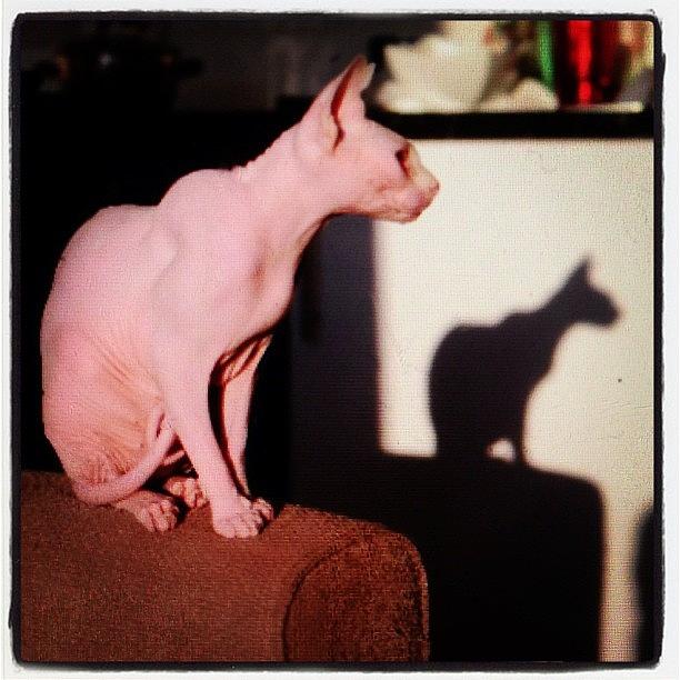 Sphynx Photograph - #geegee Rocking Her Shadow Puppet Moves by Samantha Charity Hall