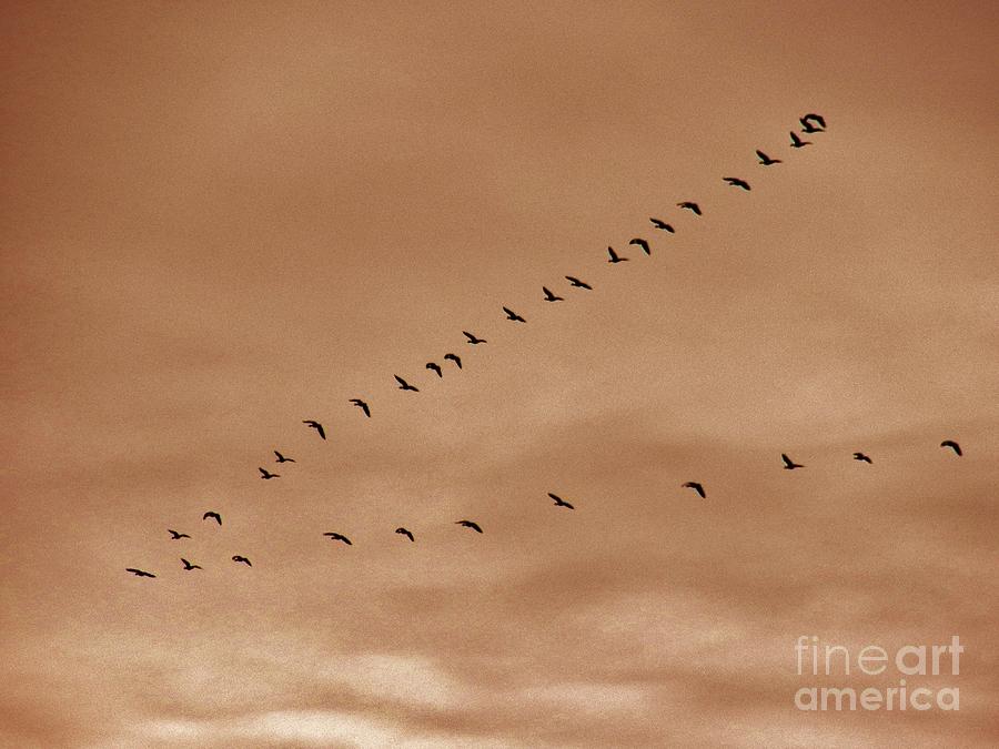 Geese Photograph - Geese 2 by Judy Via-Wolff