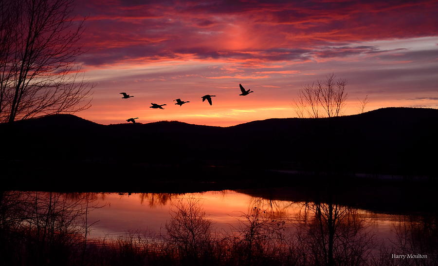 Geese after Sunset Photograph by Harry Moulton