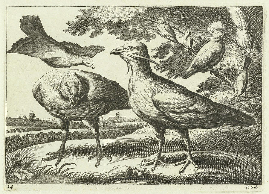 Francis Barlow Drawing - Geese And A Cockatoo, Pieter Van Lisebetten by Pieter Van Lisebetten And Wenceslaus Hollar And Francis Barlow