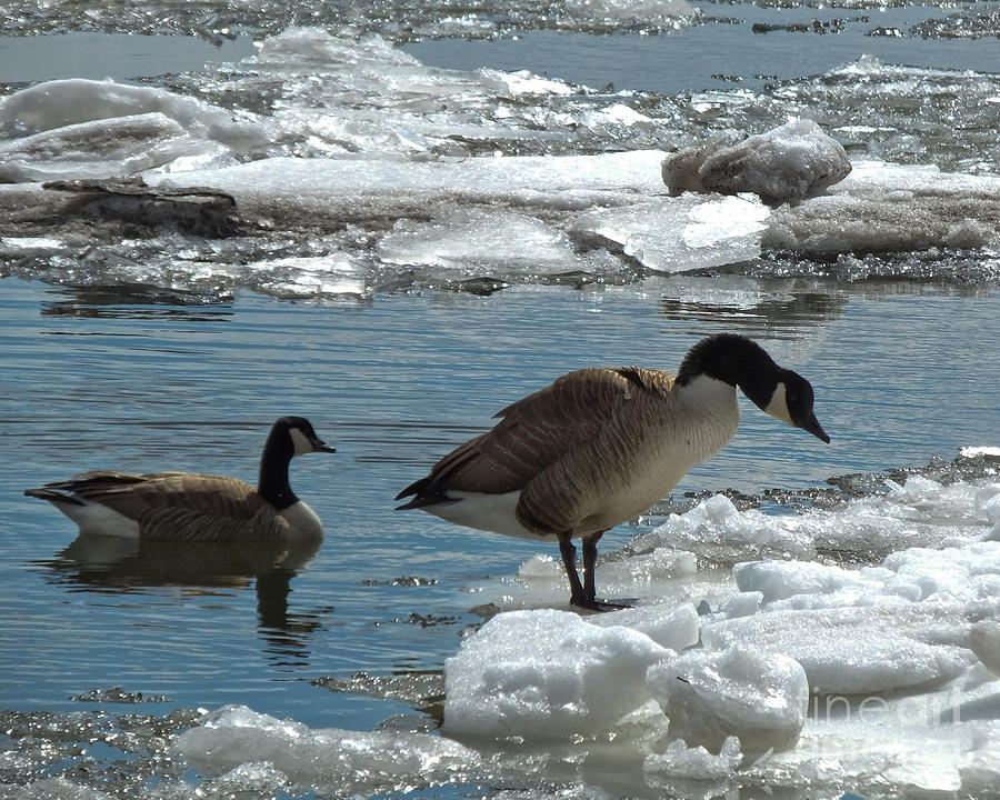 Geese and Cold Feet Photograph by Kristen Fox
