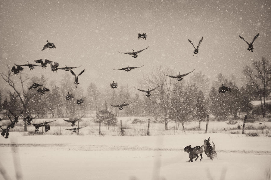 Nostalgia Geese And Dogs Photograph by Michele Steffey