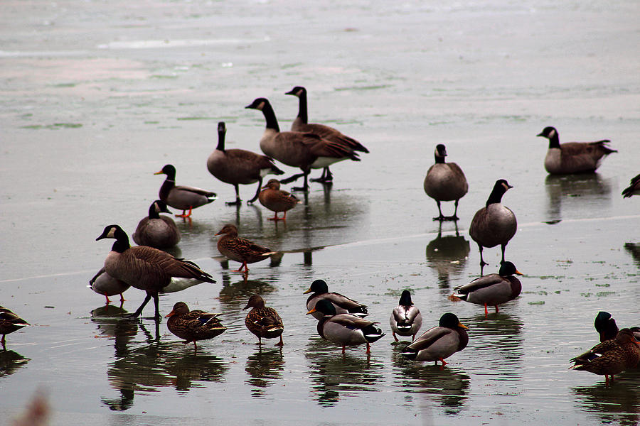 Geese and Ducks 1 From the Early Winter Prairie Series Photograph by Verana Stark
