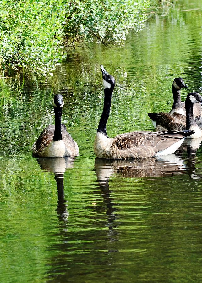 Bird Photograph - Geese and Green by Kim Bemis