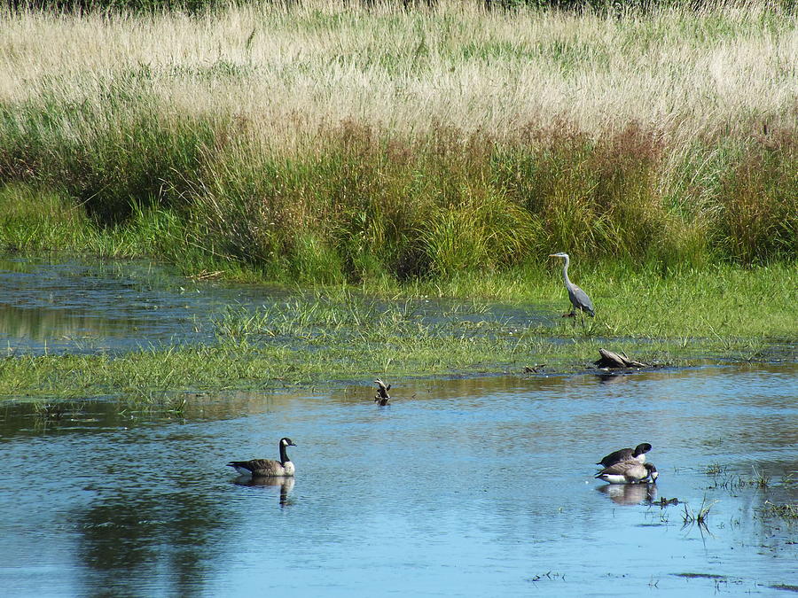 Summer Photograph - Geese and Heron by Gene Cyr