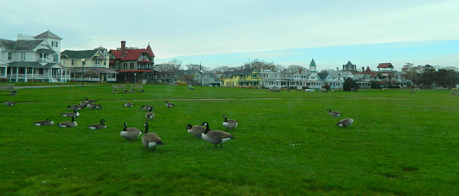 Geese and Houses in Oak Bluffs Photograph by Kathy Barney