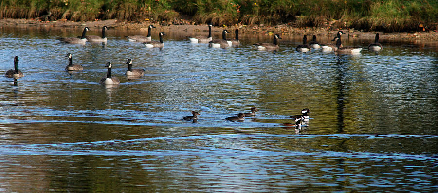 Geese And Mergansers Return Photograph by Janice Adomeit