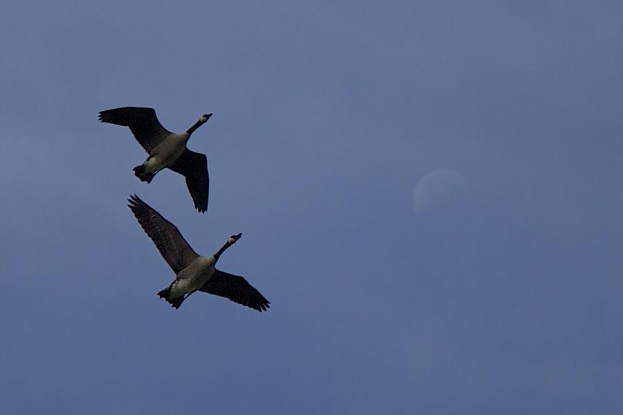 Bird Photograph - Geese and Moon by Allan Morrison