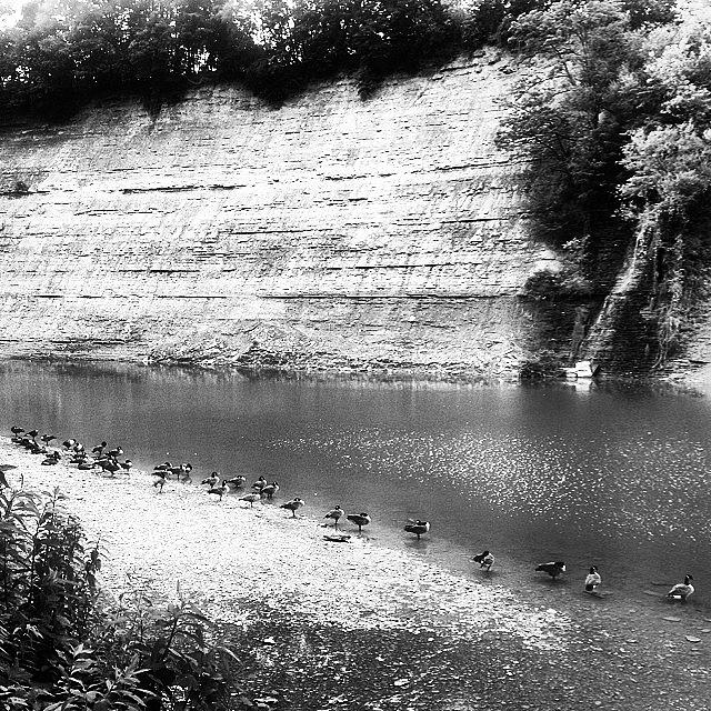 Geese Appear On The Rocky River Photograph by Elizabeth Farrell