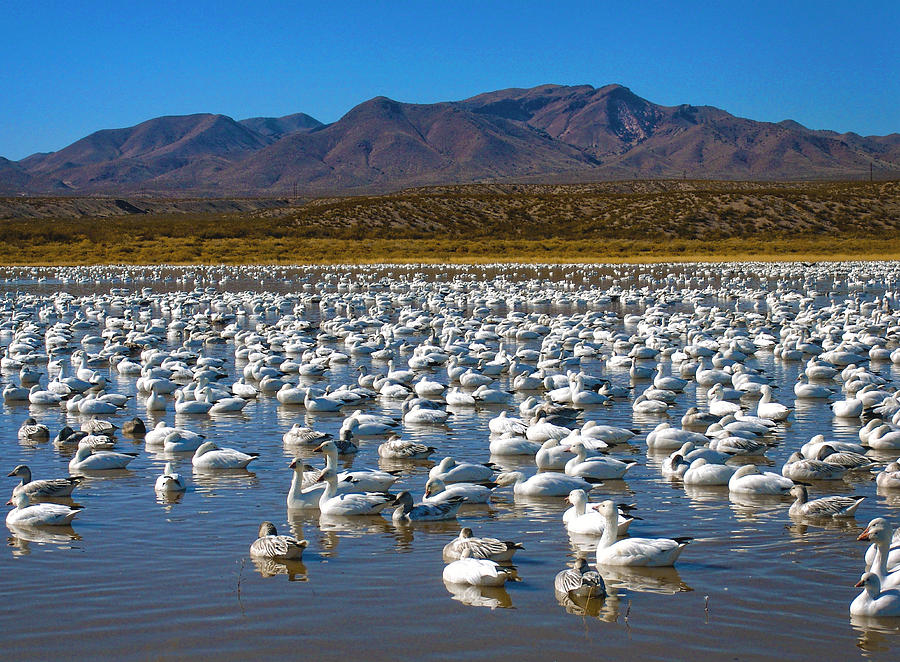 Geese at Bosque Del Apache Photograph by Kurt Van Wagner