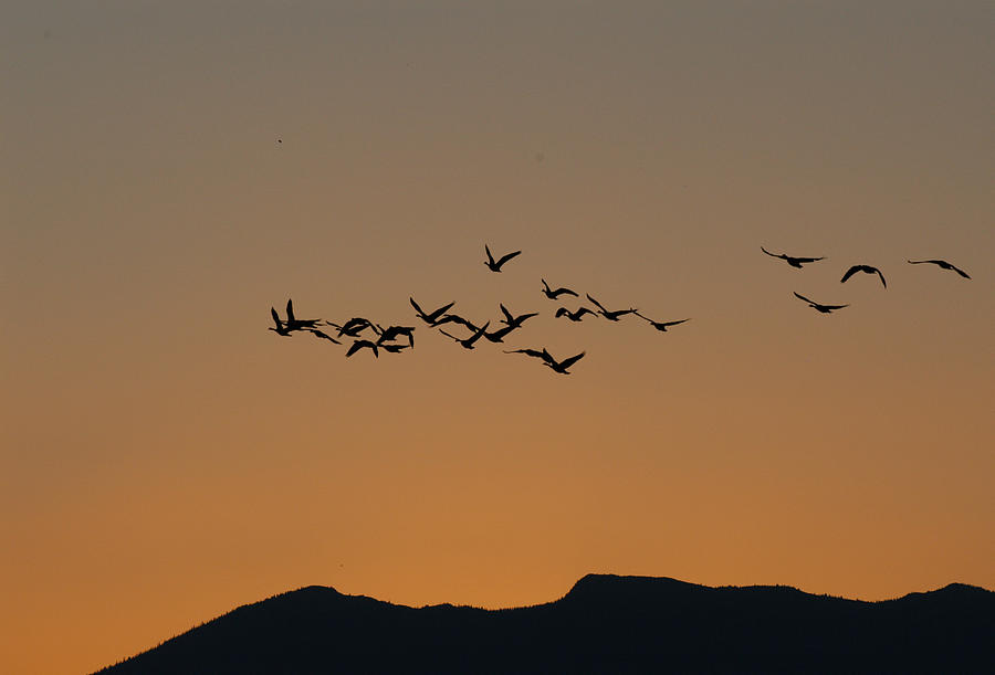 Geese At Dawn Photograph
