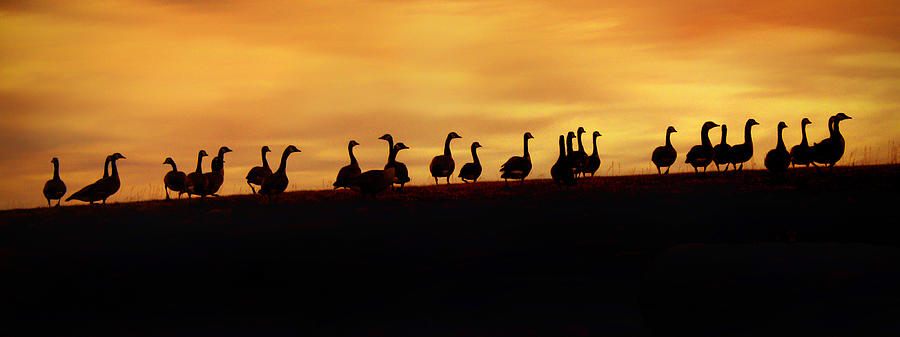 Geese at Sunset Photograph by Juli Ellen