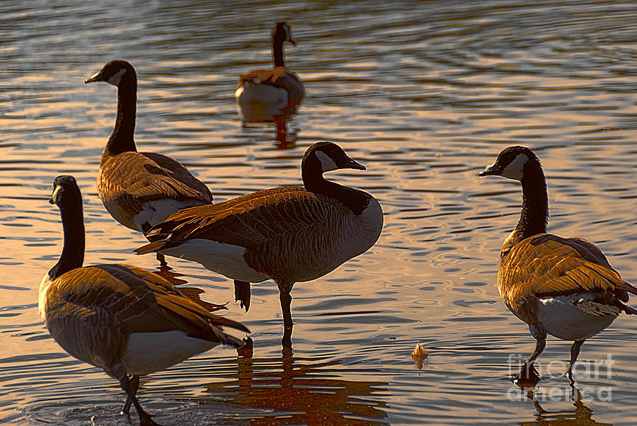 Geese at Sunset Photograph by Ted Guhl