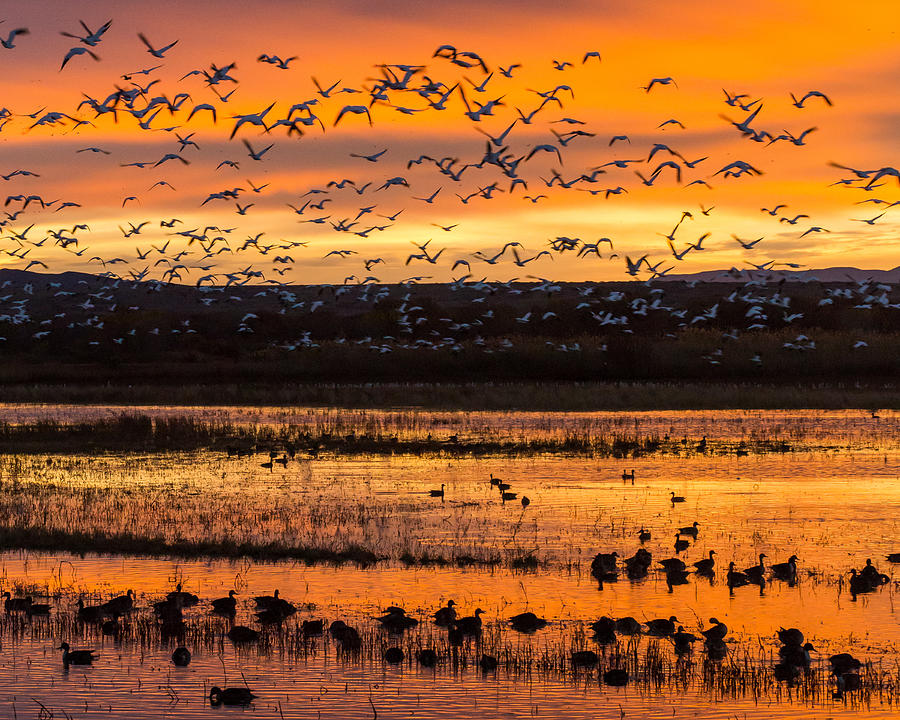 Geese Photograph - Geese at Sunset by William Krumpelman
