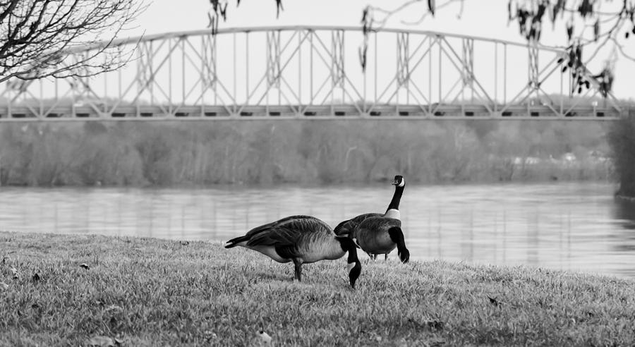 Geese By The Ohio Photograph by Holden The Moment