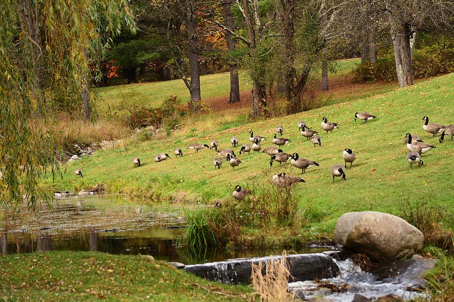 Geese by the Pond Photograph by Judy Genovese