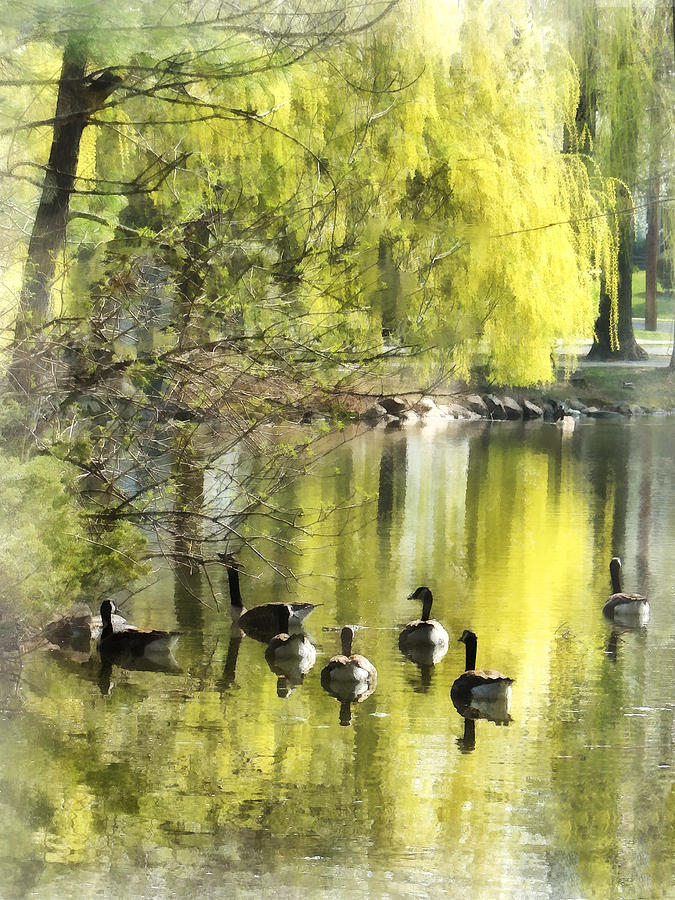 Geese by Willow Photograph by Susan Savad