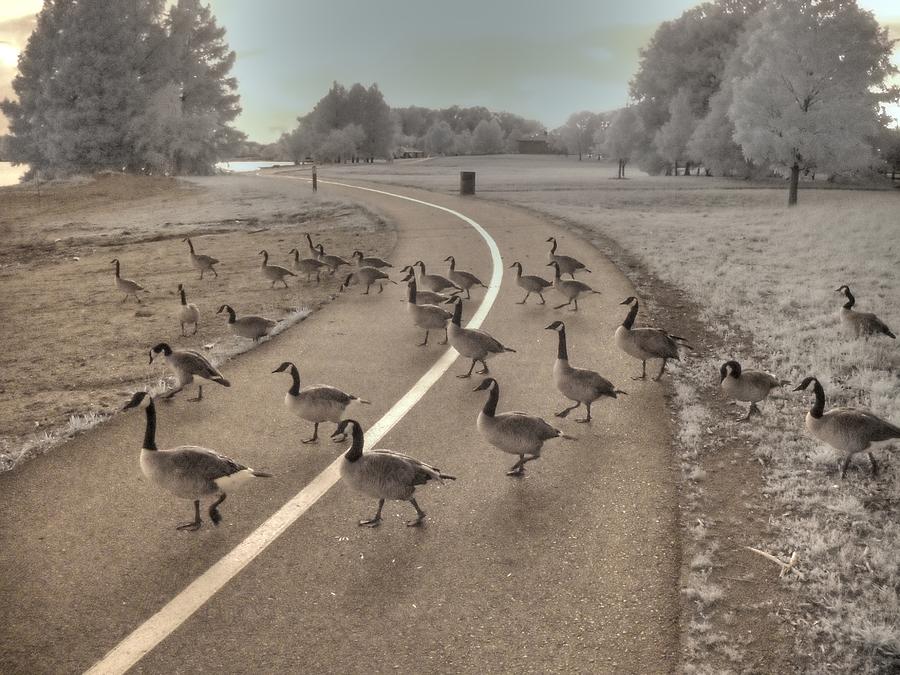 Geese Crossing Photograph by Jane Linders
