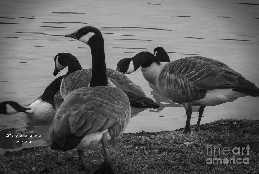 Geese Family Photograph by Melissa Messick