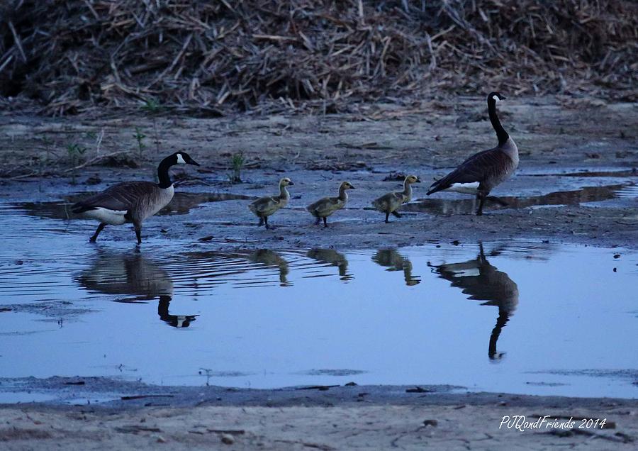 Geese Family Reflections Photograph by PJQandFriends Photography