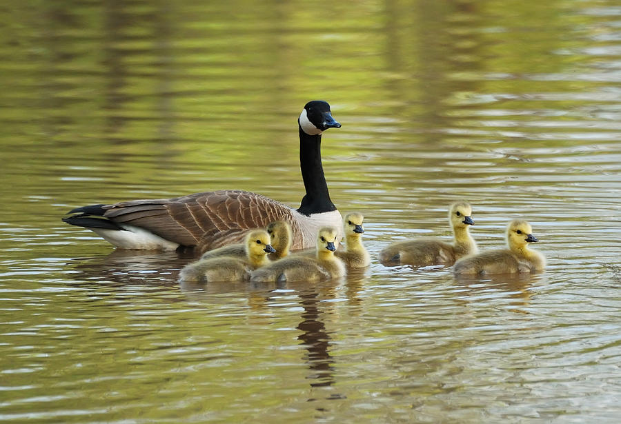 Geese family Photograph by Songquan Deng