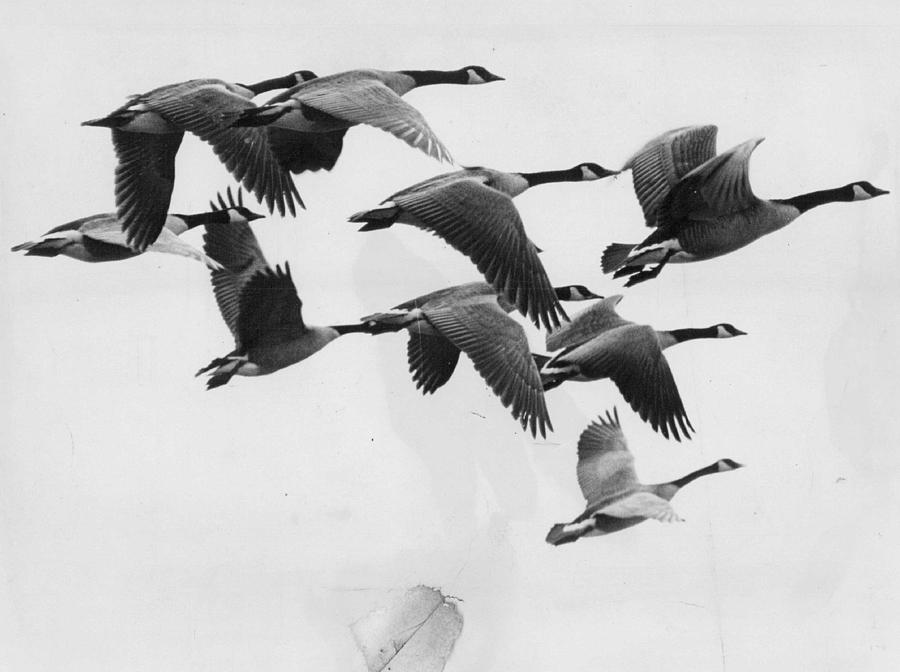 Vintage Photograph - Geese Flock by Retro Images Archive