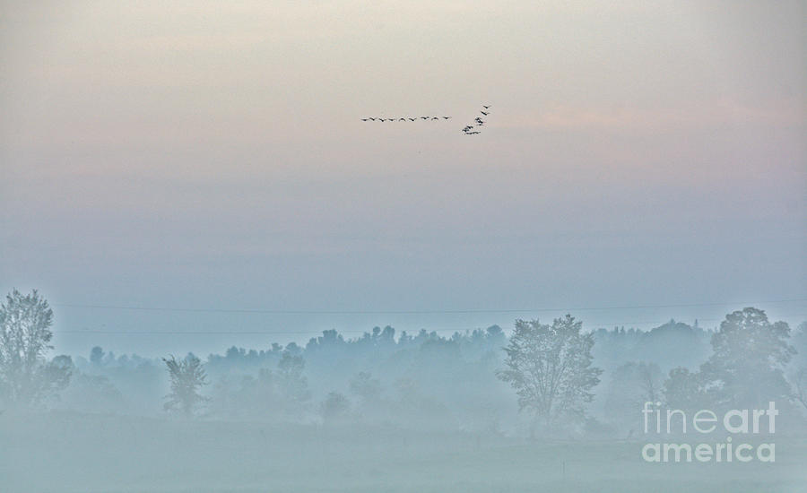 Geese Flying in Fog Photograph by Cheryl Baxter