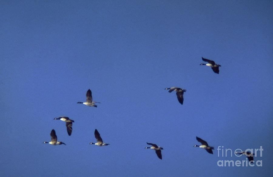 Geese Flying in Formation Photograph by Rory Cubel - Fine Art America