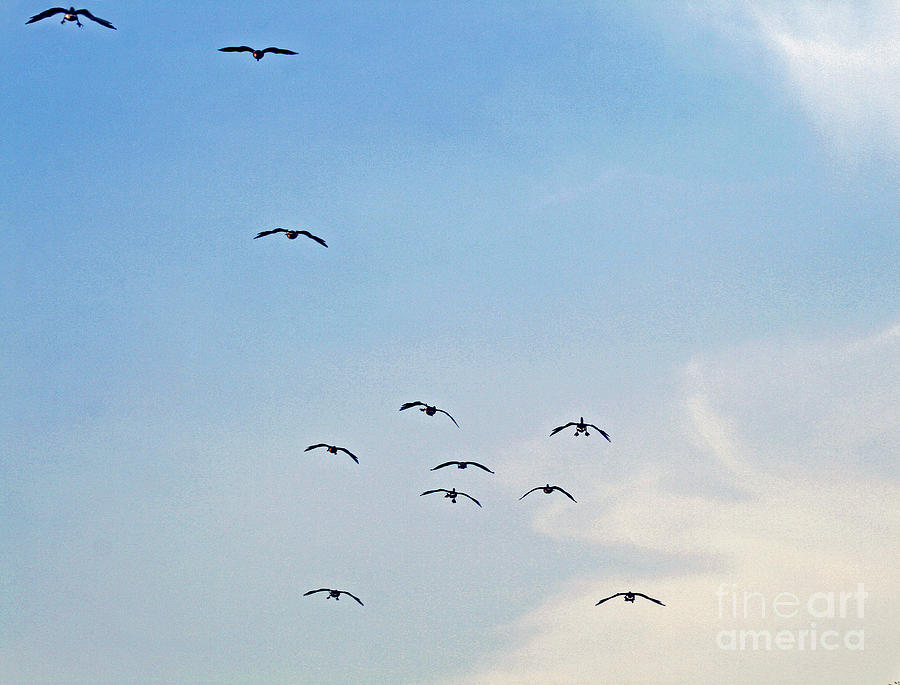 Geese Flying Photograph by Karen Adams