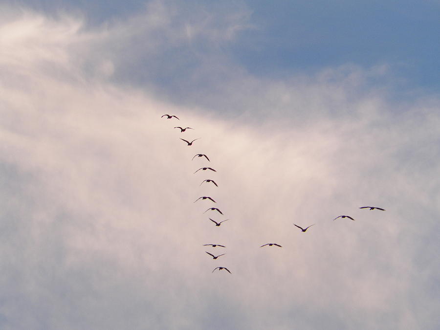 Geese flying south Photograph by Penny Homontowski