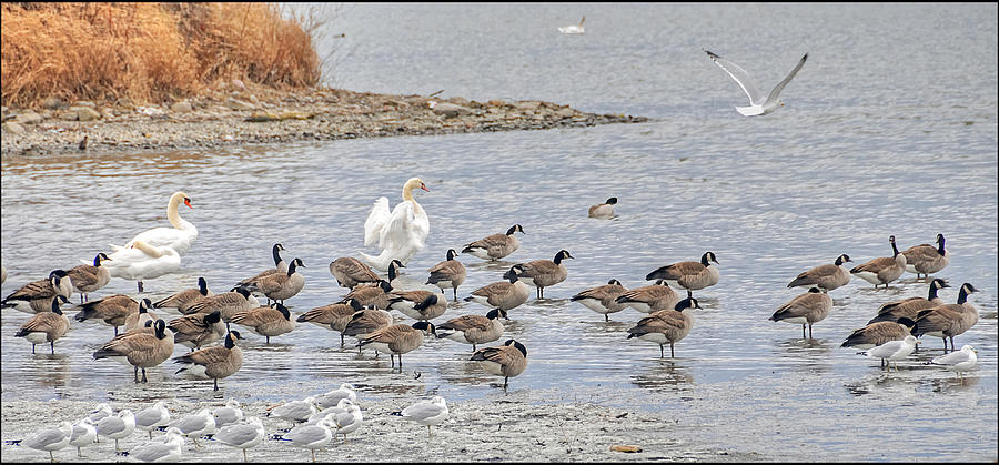 Bird Photograph - Geese- Gulls and Swans by Geraldine Alexander